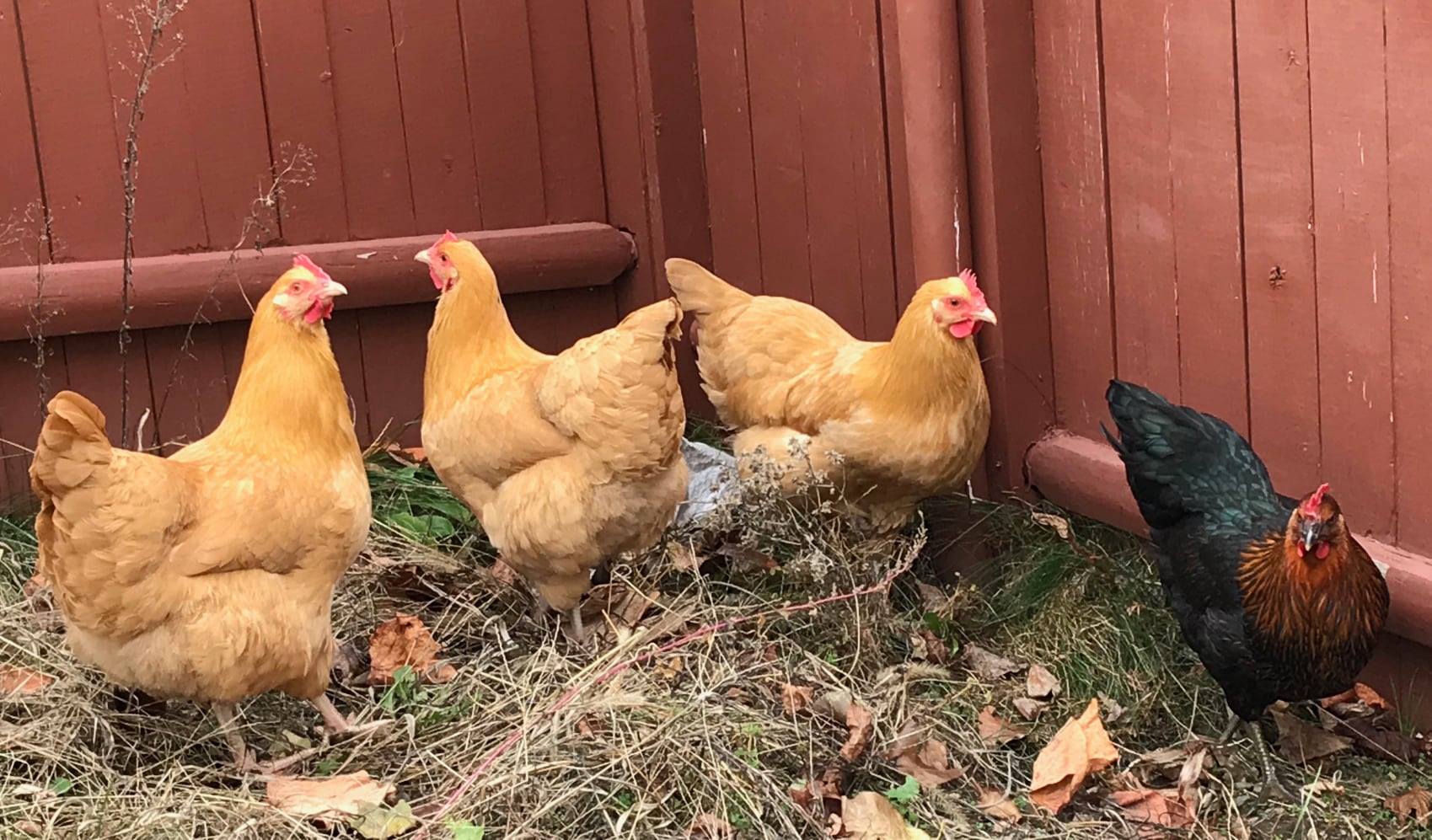 my chickens