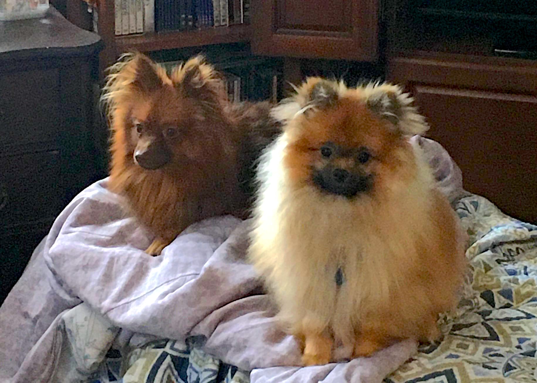 my dogs